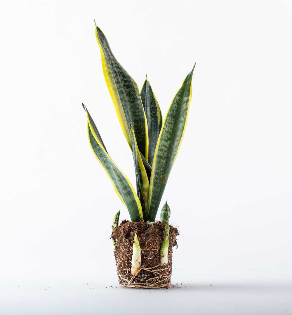 מטהרי אוויר