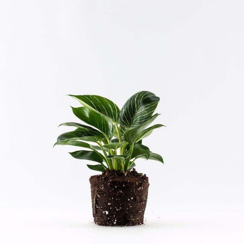 פילדנדרום בירקין