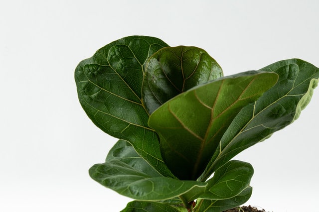 פיקוס כינורי