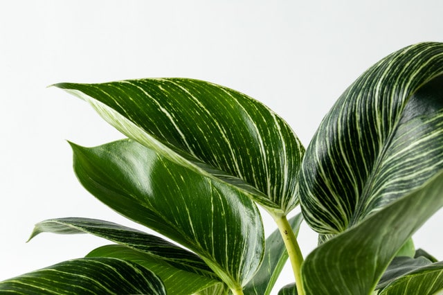 פילדנדרום בירקין