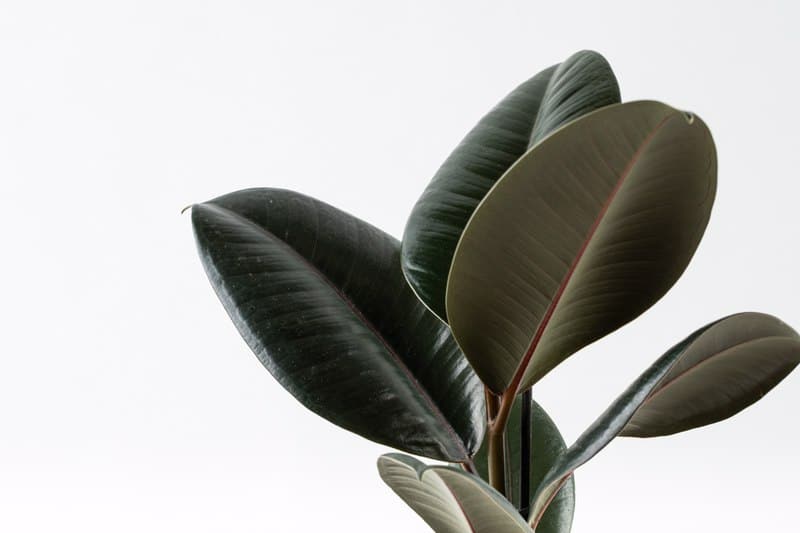 פיקוס גומי הוראות טיפול