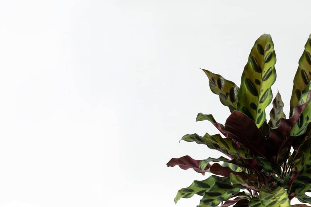 קלתיאה אינסיגניס הוראות טיפול