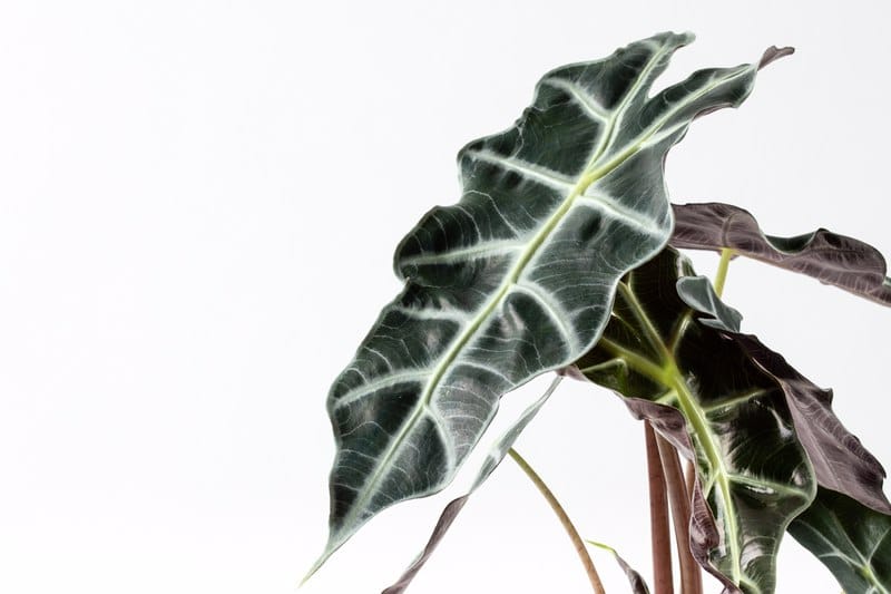 אלוקסיה פולי תנאי טיפול