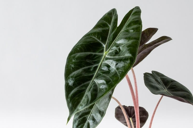 אלוקסיה פינק דרגון תנאי טיפול