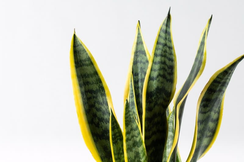 סנסיווריה מגוונת טיפול