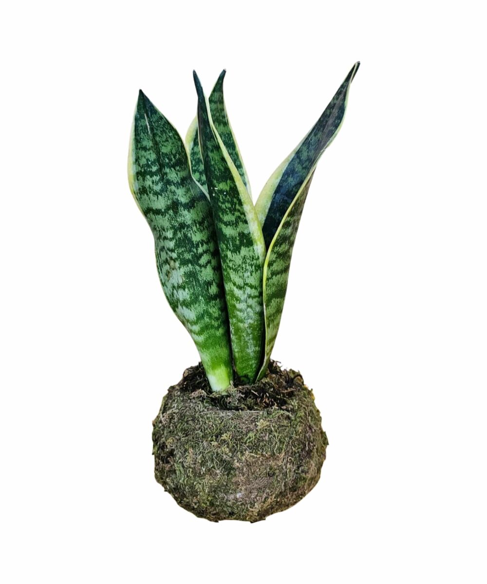 צמחים למשרד