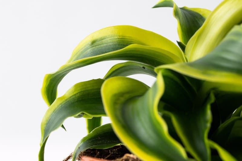 אילו צמחי בית קשה מאוד להרוג