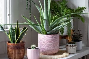 אילו צמחי מרפא ניתן לגדל בחצר או במרפסת