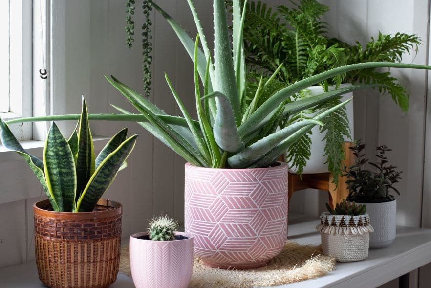 אילו צמחי מרפא ניתן לגדל בחצר או במרפסת