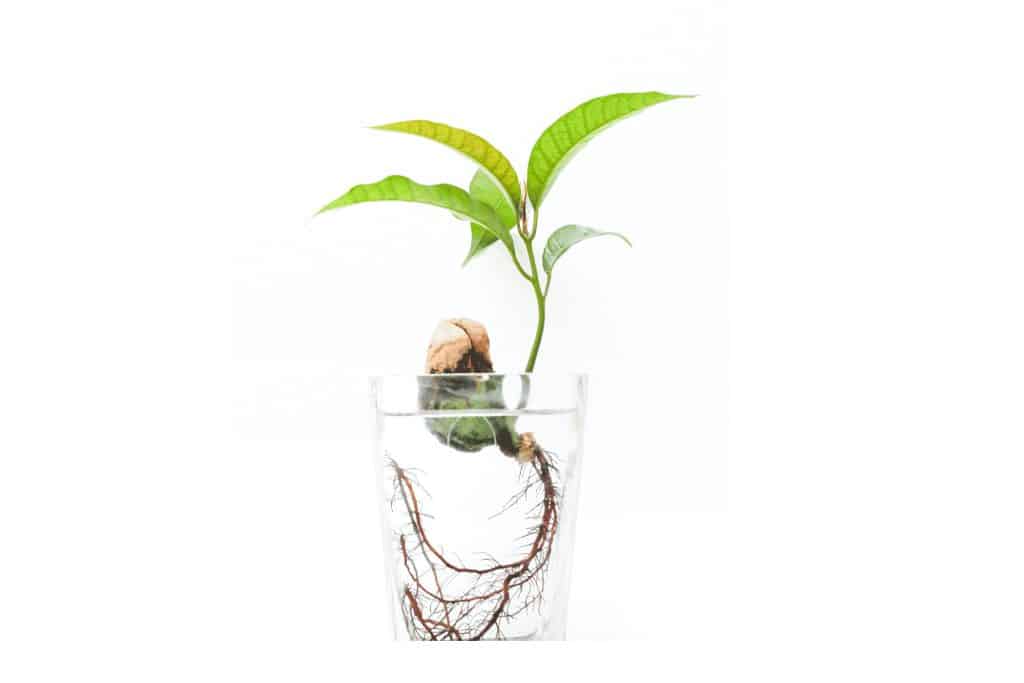 אילו צמחים יכולים להיות מושרשים במים?