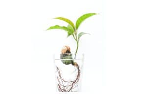 אילו צמחים יכולים להיות מושרשים במים?