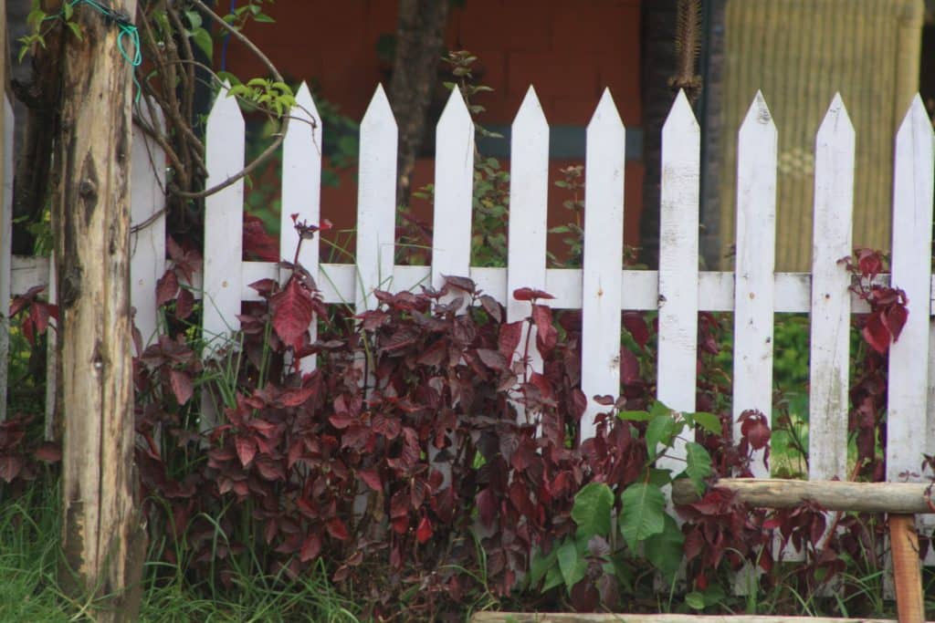 אילו צמחים מתאימים לגדר חיה?