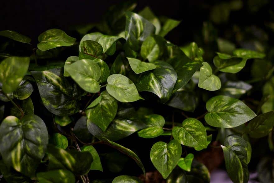 אילו צמחים מתאימים לתוך הבית עם תאורה נמוכה