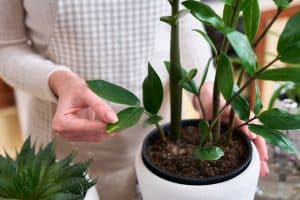 כיצד לשמור על צמחי הבית שלנו כשאנחנו יוצאים לחופש?