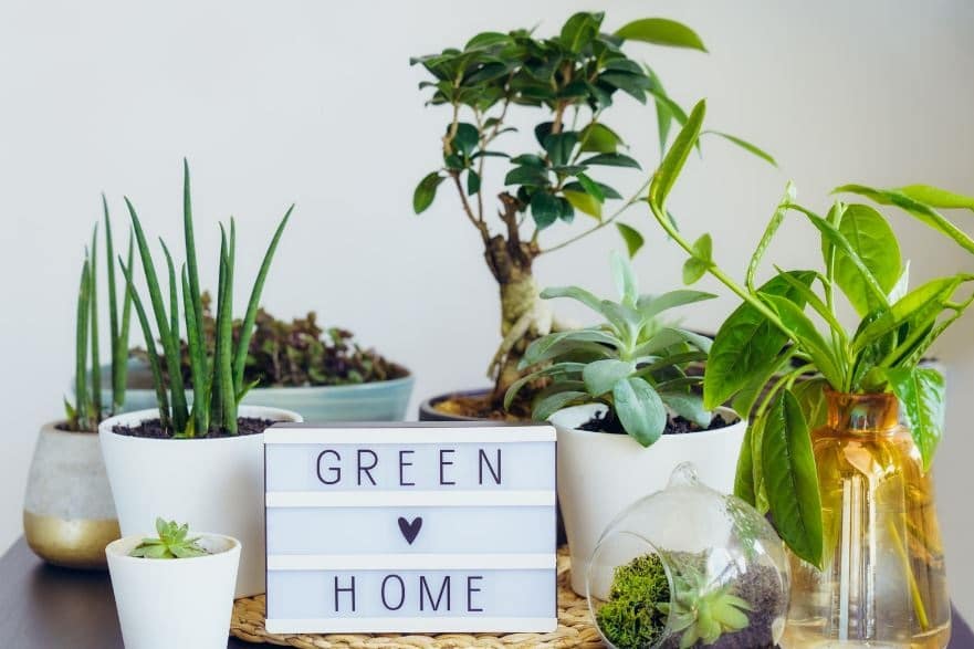 מה צריך לדעת לפני שמכניסים צמחים לבית