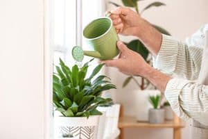 מהן הדרכים הטובות ביותר להשקות צמחי בית ומשרדים