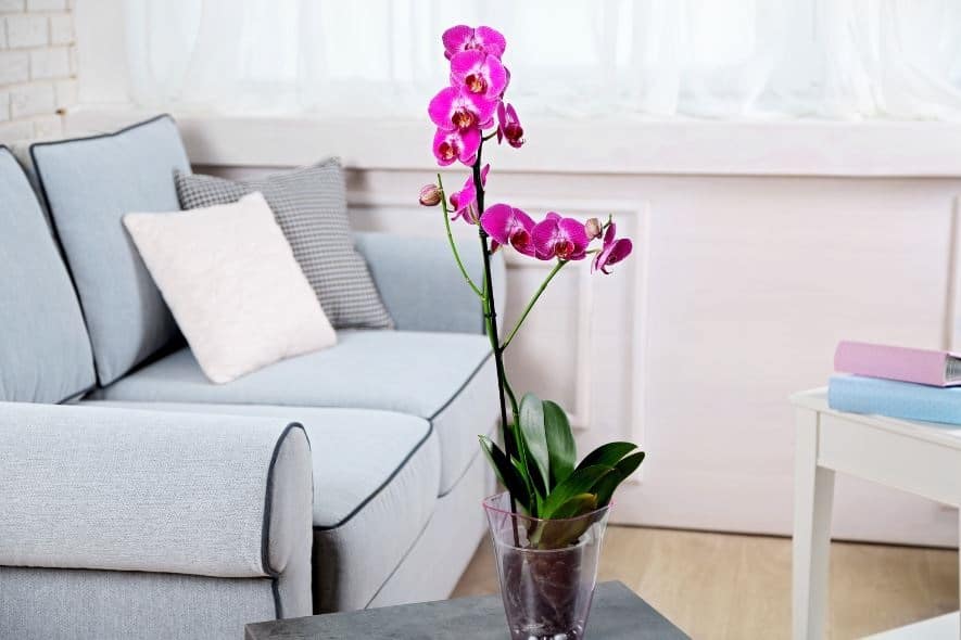 סוגי סחלבים והיכן כדאי למקם אותם בתוך הבית