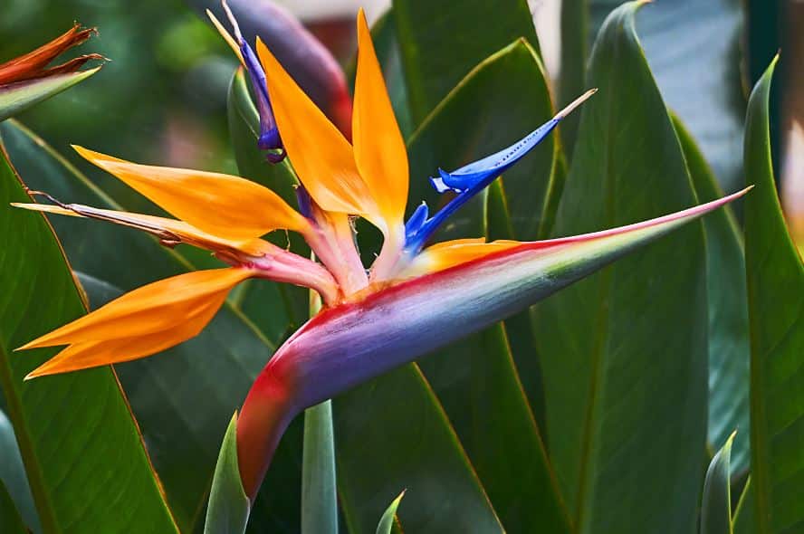 ציפור גן עדן ניקולאי