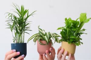 צמחי בית שמתאימים לאופי שלנו