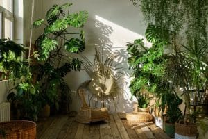 צמחי חוץ המושלמים לבית, למשרד ולמרפסות