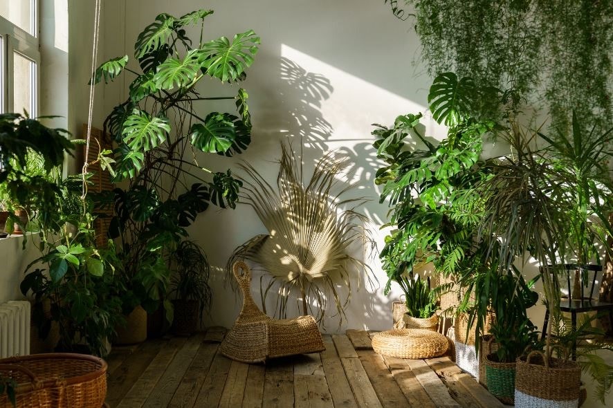 צמחי חוץ המושלמים לבית, למשרד ולמרפסות