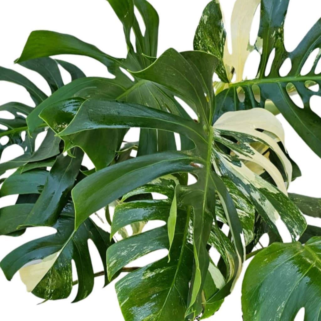 מונסטרה אלבו